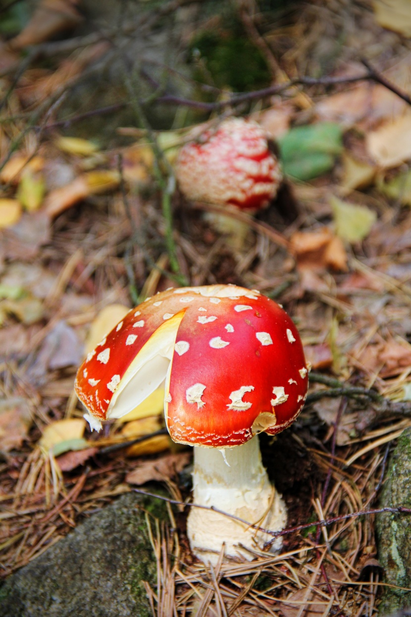 紅白斑點的毒蠅傘圖片