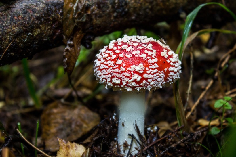 紅白斑點的毒蠅傘圖片