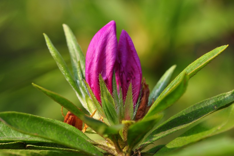 杜鵑花圖片