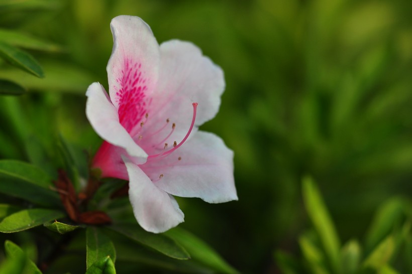 杜鵑花圖片