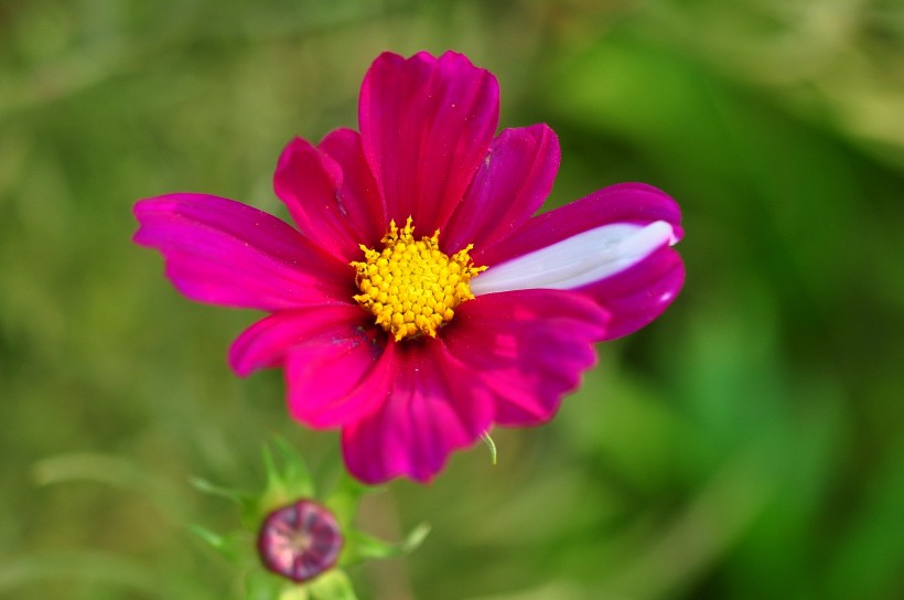 格桑花圖片