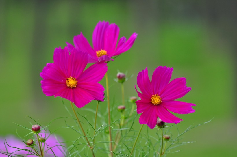 格桑花圖片