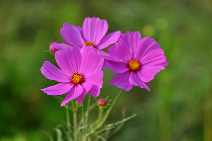 格桑花圖片