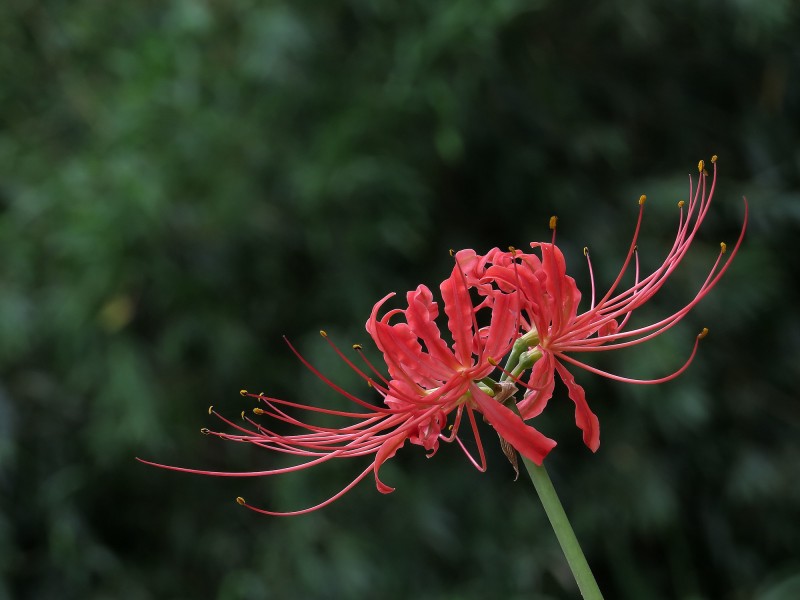 彼岸花圖片