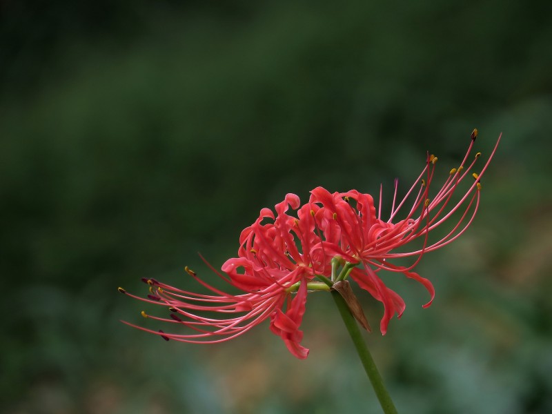 彼岸花圖片