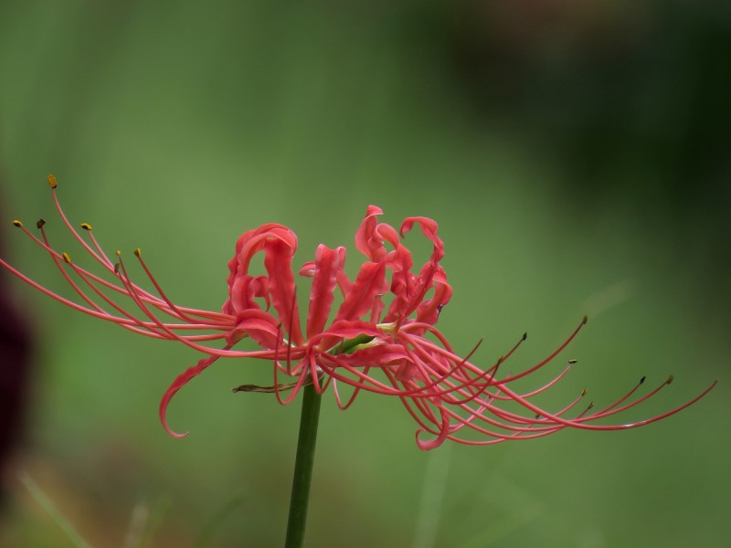 彼岸花圖片