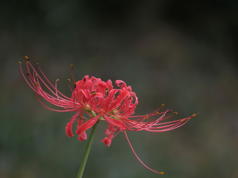 彼岸花圖片