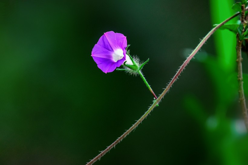 牽牛花圖片