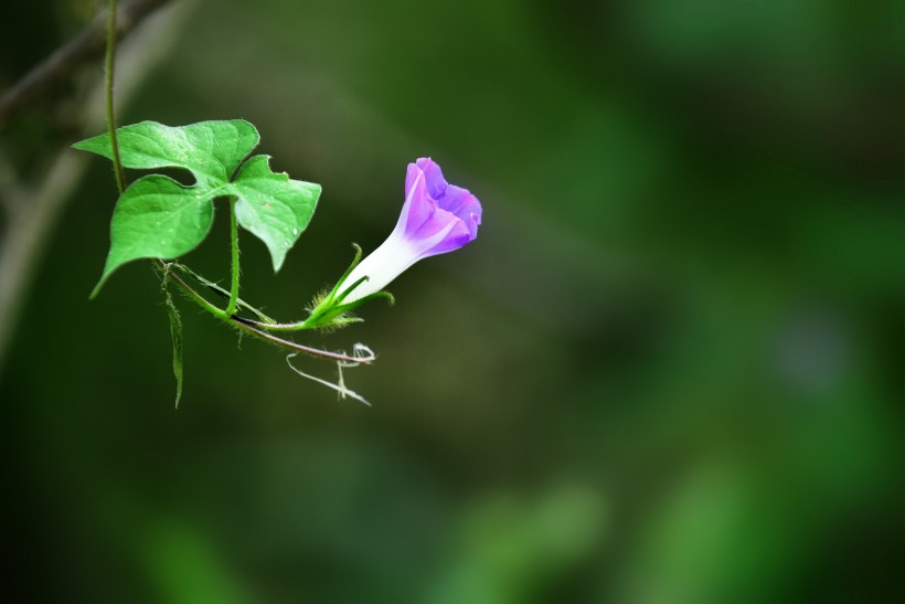 牽牛花圖片