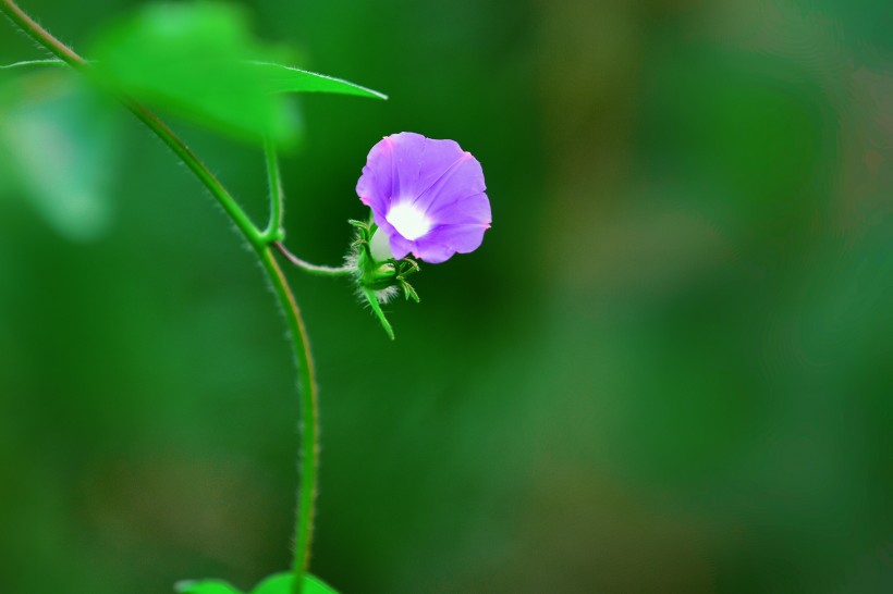 牽牛花圖片