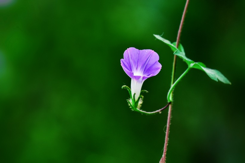 牽牛花圖片