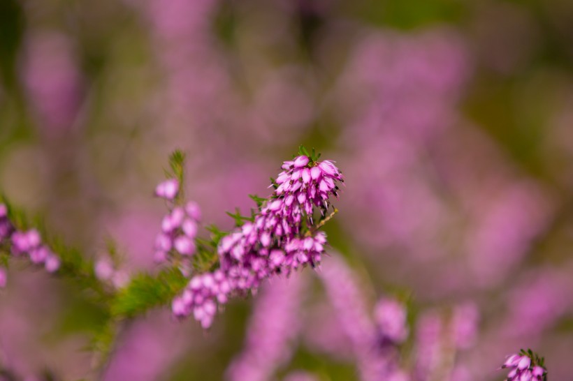 紫色石楠花圖片