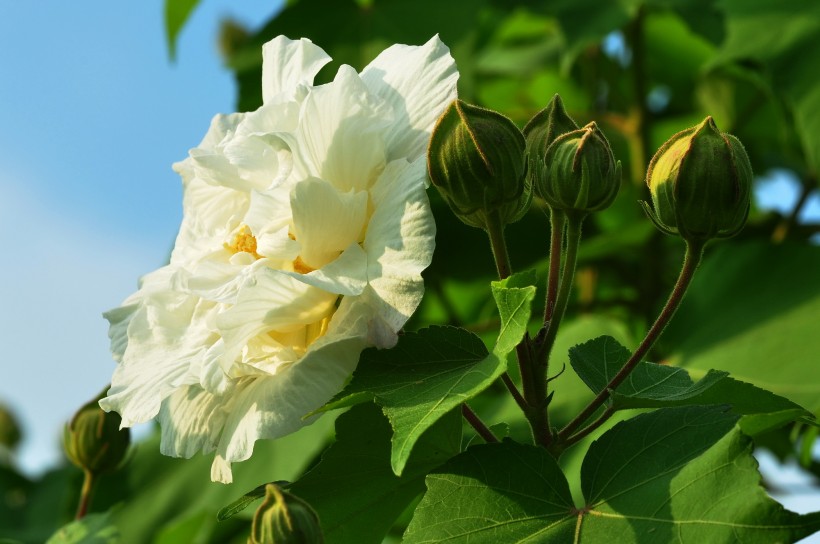 木槿花圖片