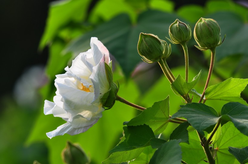 木槿花圖片