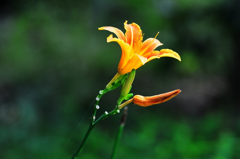 萱草花圖片