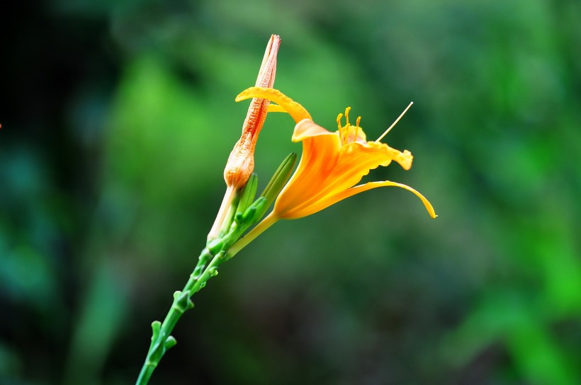 萱草花圖片