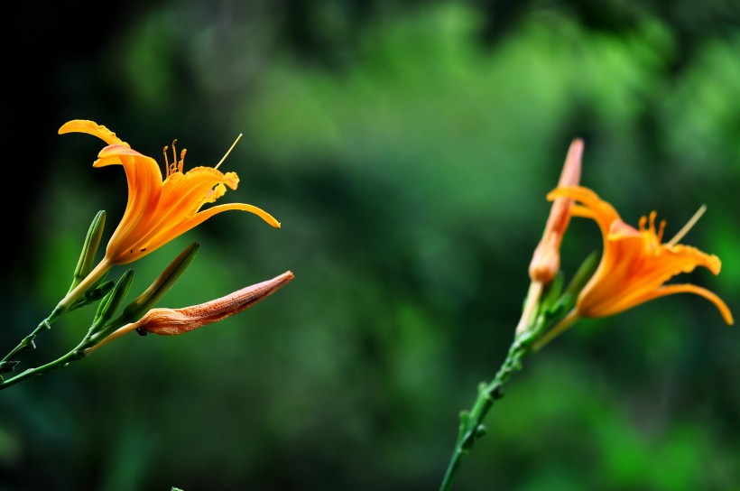 萱草花圖片