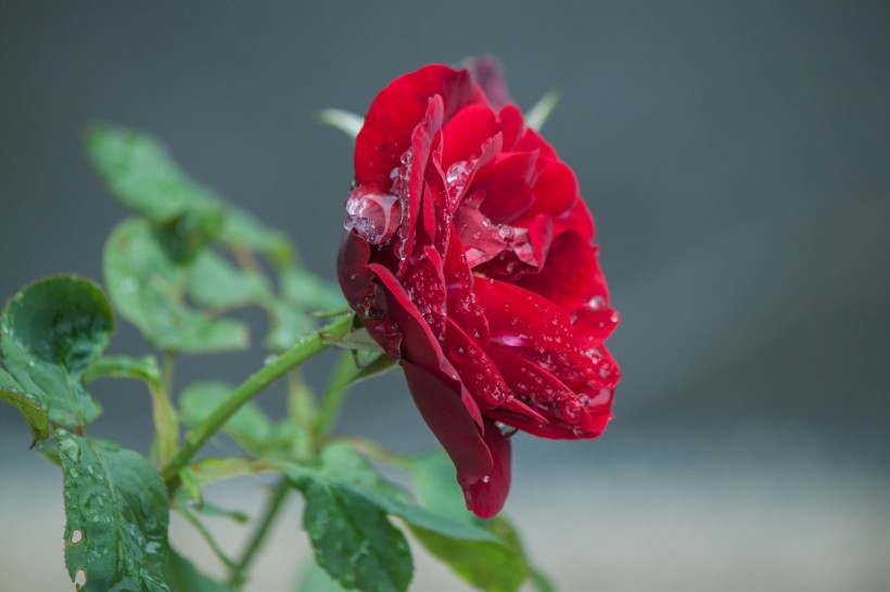 雨中月季花圖片