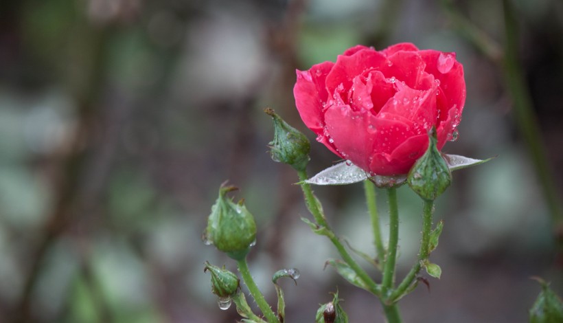 雨中月季花圖片