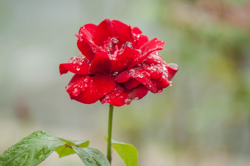 雨中月季花圖片