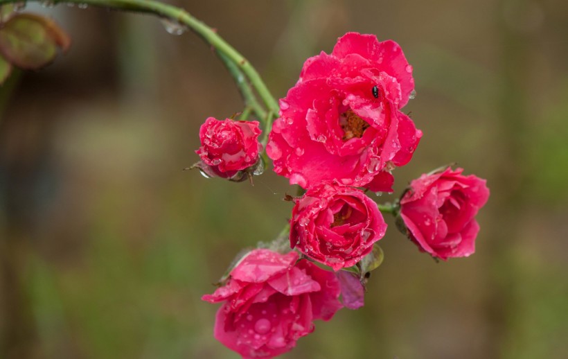 雨中月季花圖片