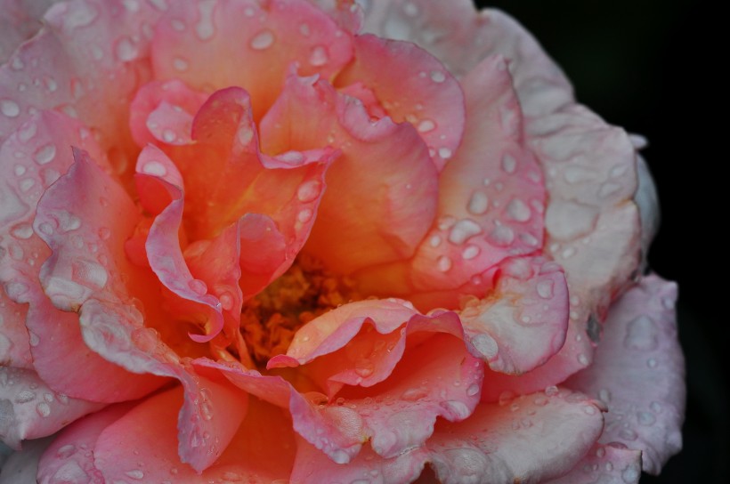 雨後的月季花圖片