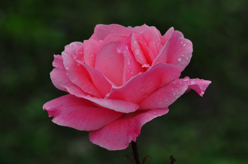 雨後的月季花圖片