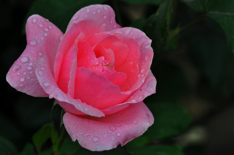 雨後的月季花圖片