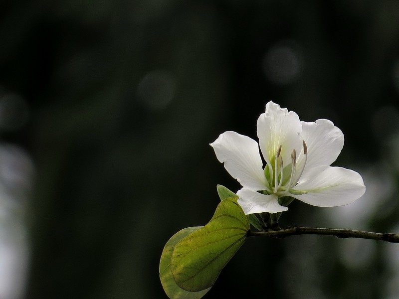 唯美白色紫荊花圖片