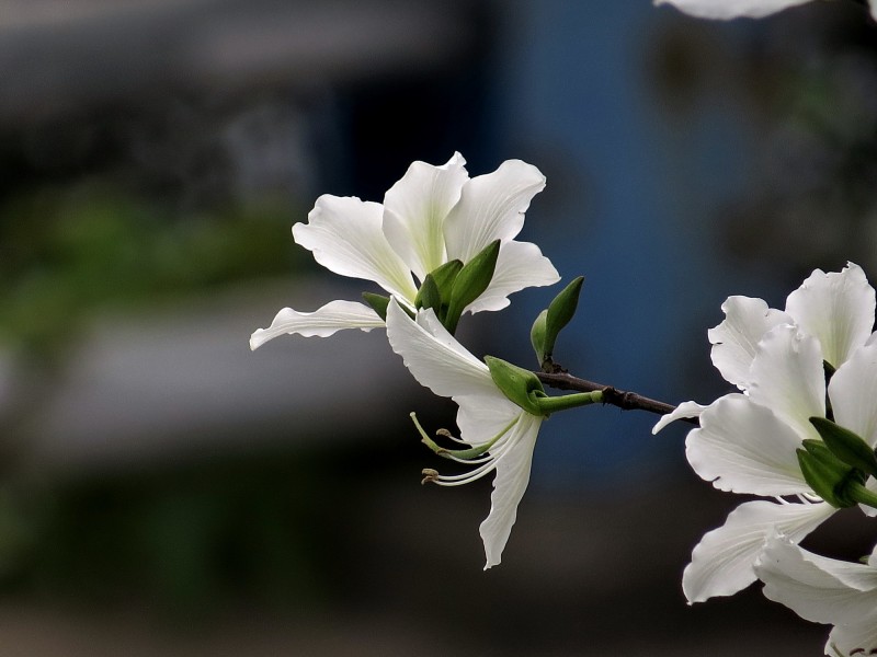 唯美白色紫荊花圖片