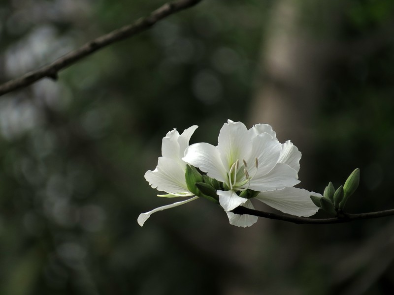 唯美白色紫荊花圖片