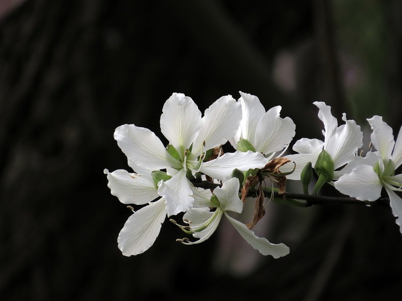 唯美白色紫荊花圖片
