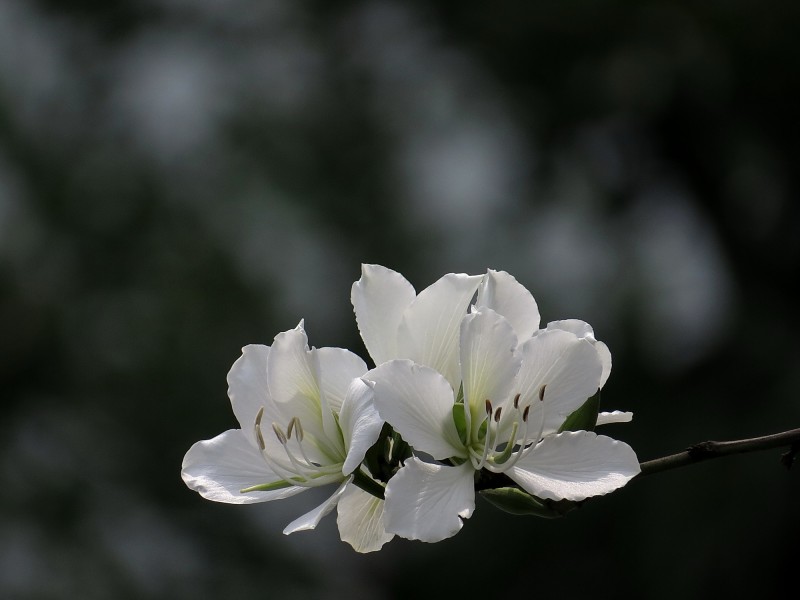 唯美白色紫荊花圖片