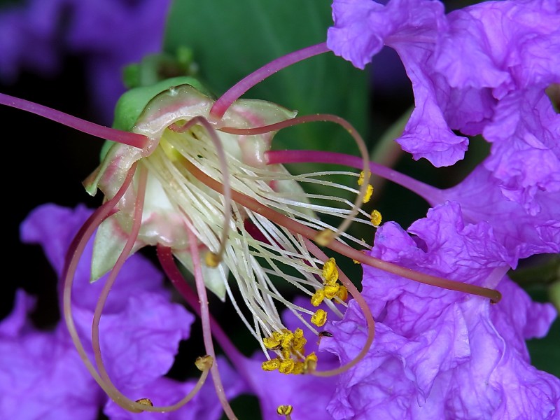 紫薇花蕊微距圖片