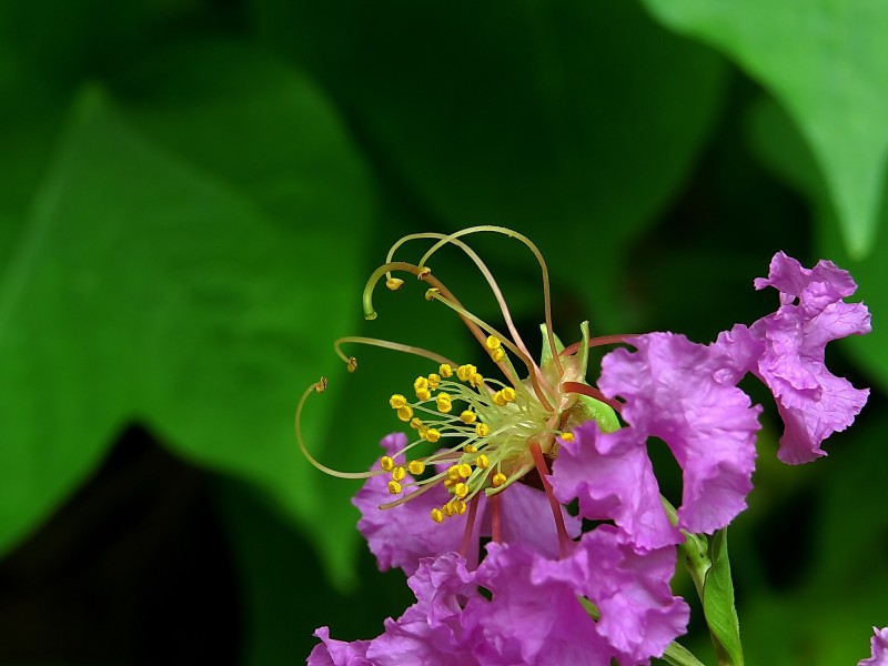 紫薇花蕊微距圖片