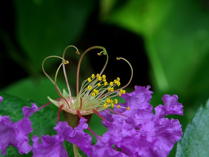 紫薇花蕊微距圖片