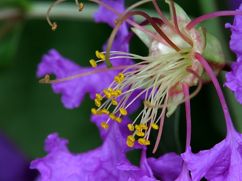 紫薇花蕊微距圖片