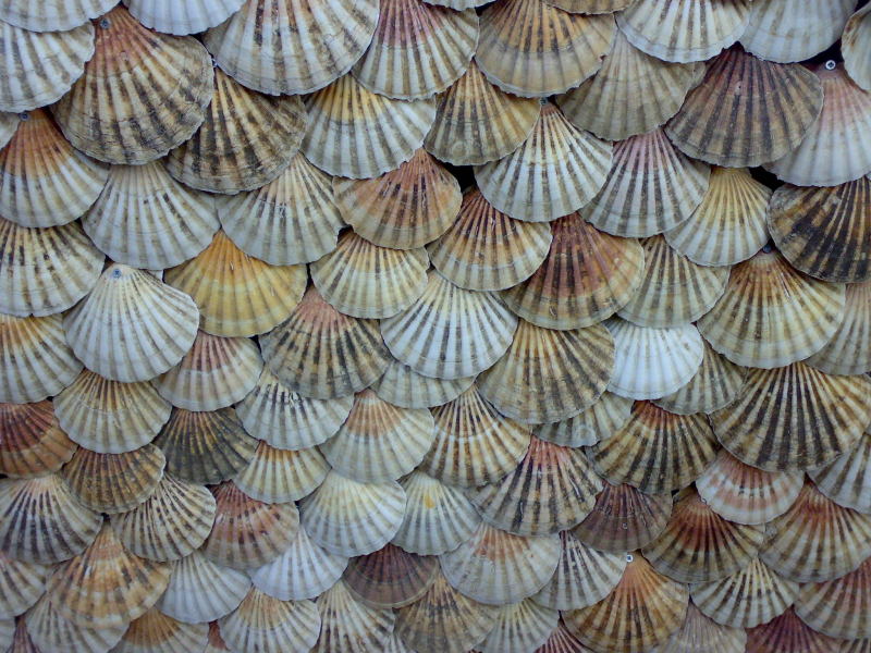 形狀各異的貝殼圖片