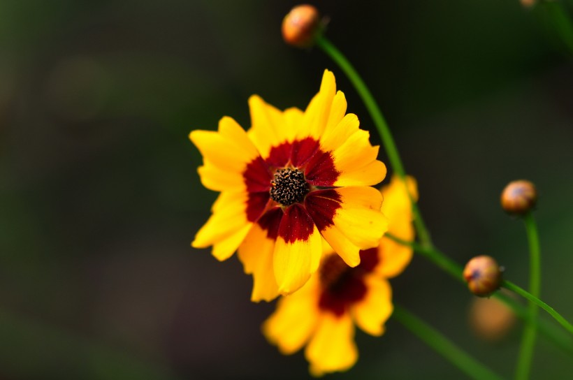 格桑花圖片