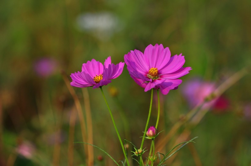 格桑花圖片