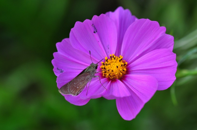 格桑花圖片