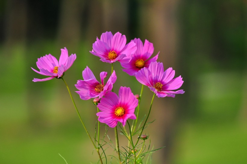 格桑花圖片