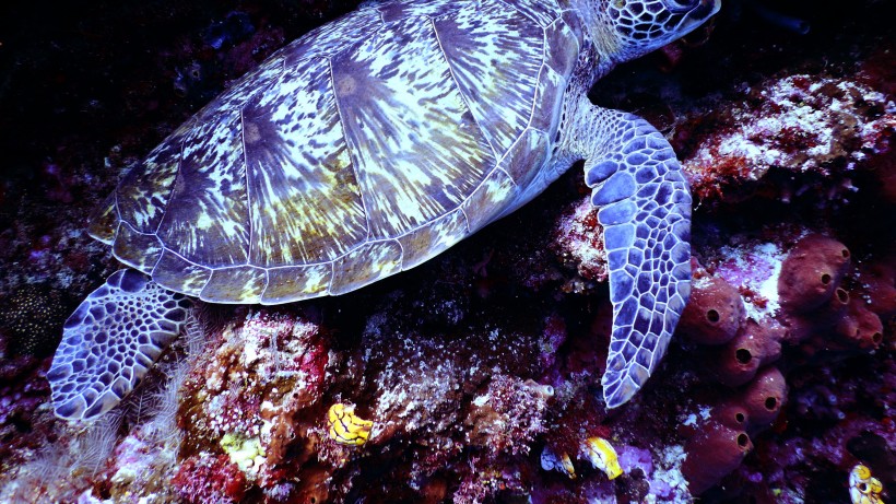 以海藻為食的海龜圖片
