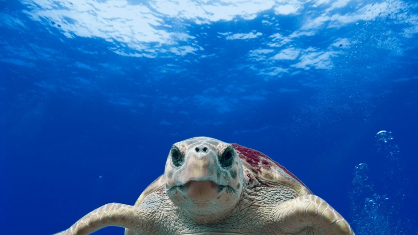 海中奮力遊泳的海龜圖片