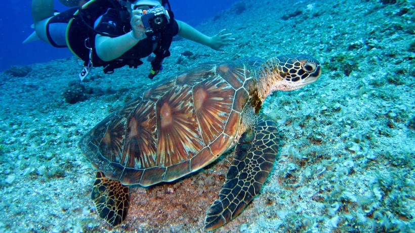 海中奮力遊泳的海龜圖片