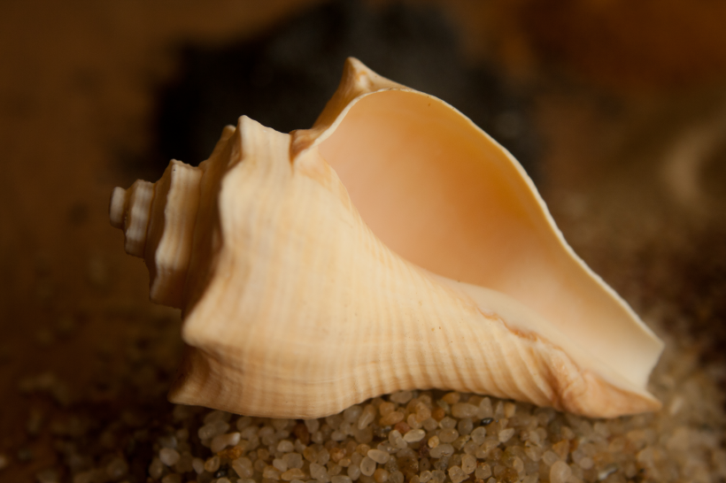軟體動物海螺圖片