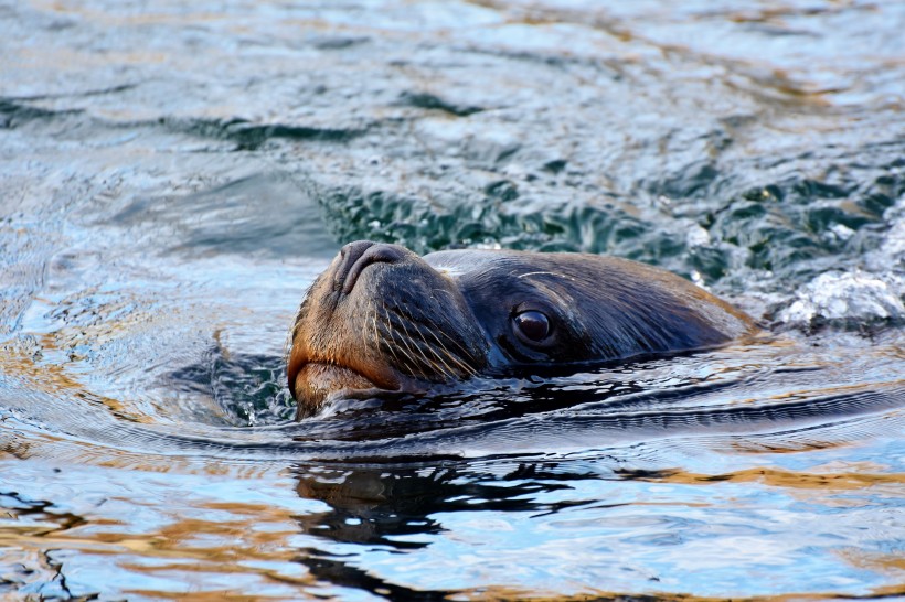 性情溫和善良可愛的海獅圖片