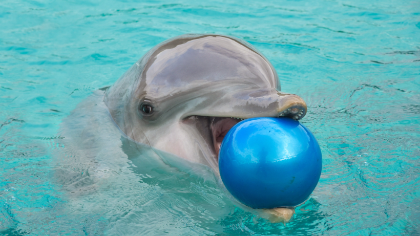 人類可愛的朋友海豚圖片