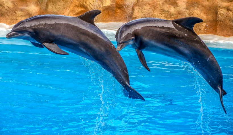 人類可愛的朋友海豚圖片