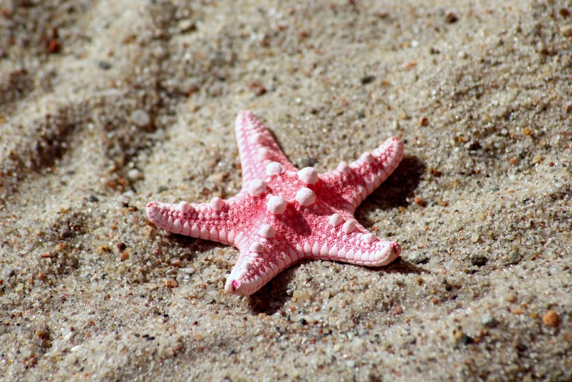 唯美可愛的海星圖片